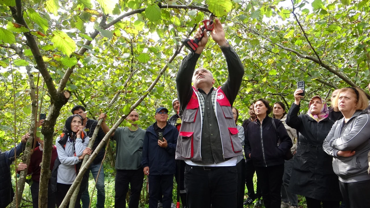 Giresun’da fındık üreticilerine uygulamalı budama eğitim verildi