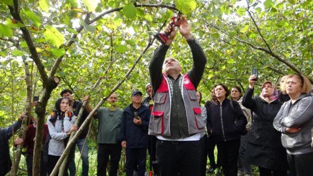 Giresun’da fındık üreticilerine uygulamalı budama eğitim verildi