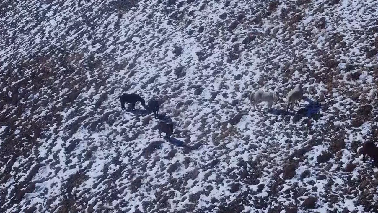 Tunceli’de sürüler halinde dolaşan yılkı atları karlı arazide görüntülendi